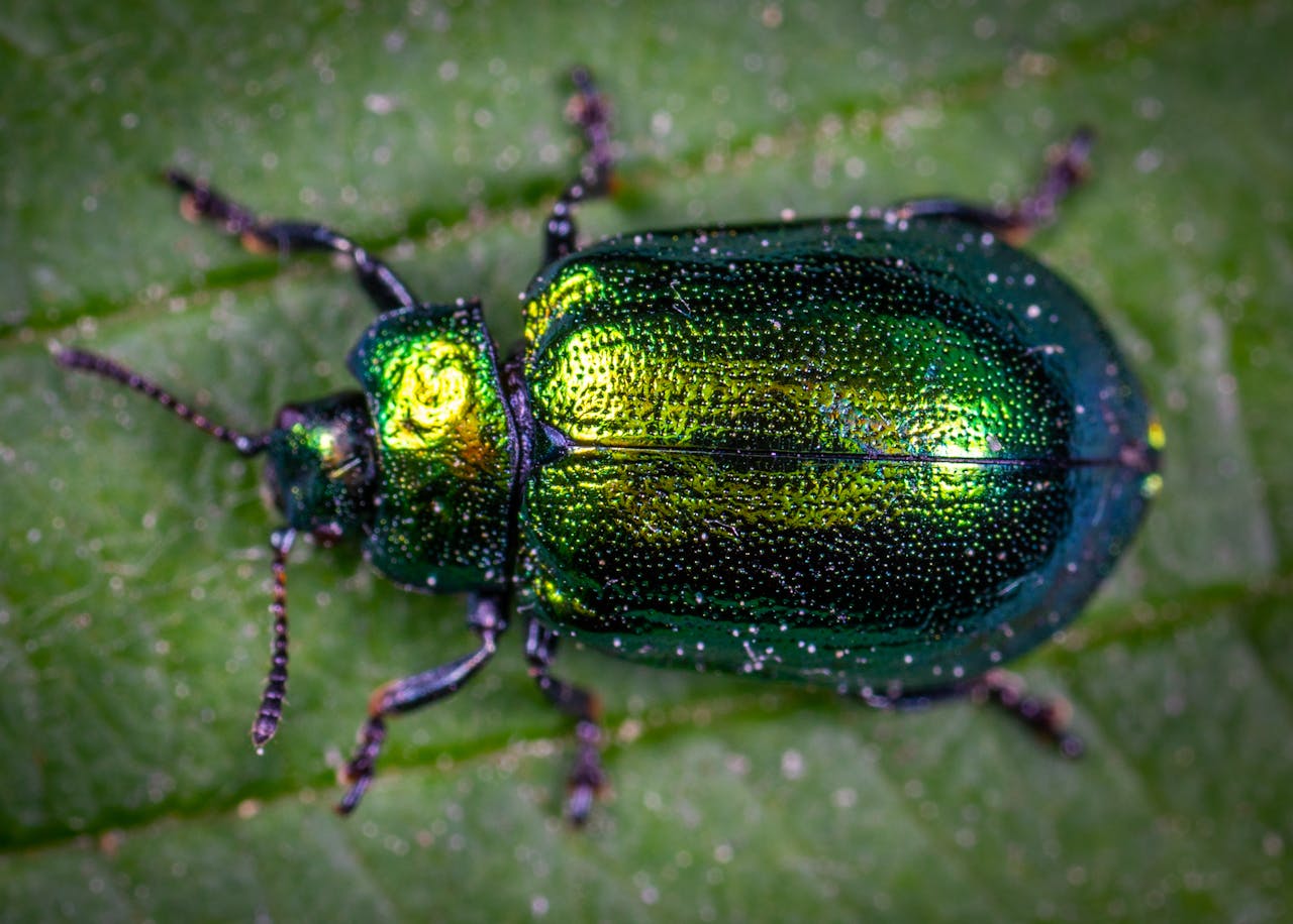 How to Keep Bugs Out of Your Garage