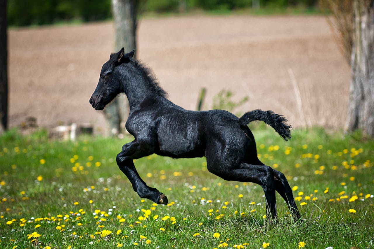 baby horse playing on a farm who needs a small horse barn