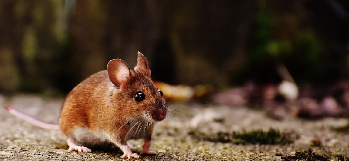 How to Keep Mice Out of Your RV When in Storage How to Keep Mice Out of Your RV When in Storage