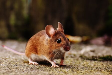 How to Keep Mice Out of Your RV When in Storage