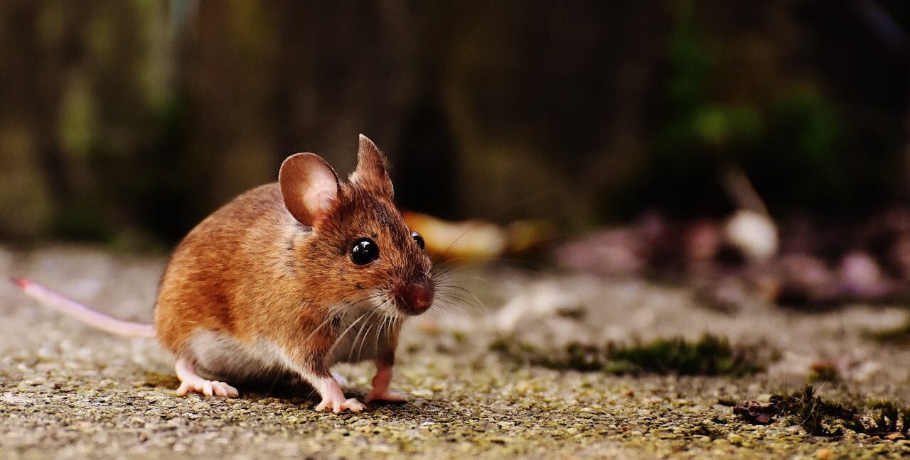 How to Keep Mice Out of Your RV When in Storage