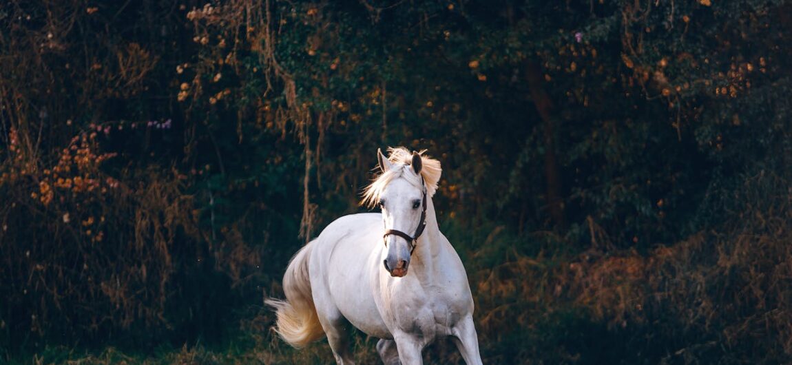 Building a Metal Horse Barn for a Riding Arena Building a Metal Horse Barn for a Riding Arena