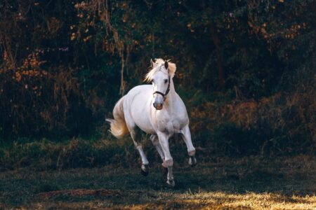 Building a Metal Horse Barn for a Riding Arena