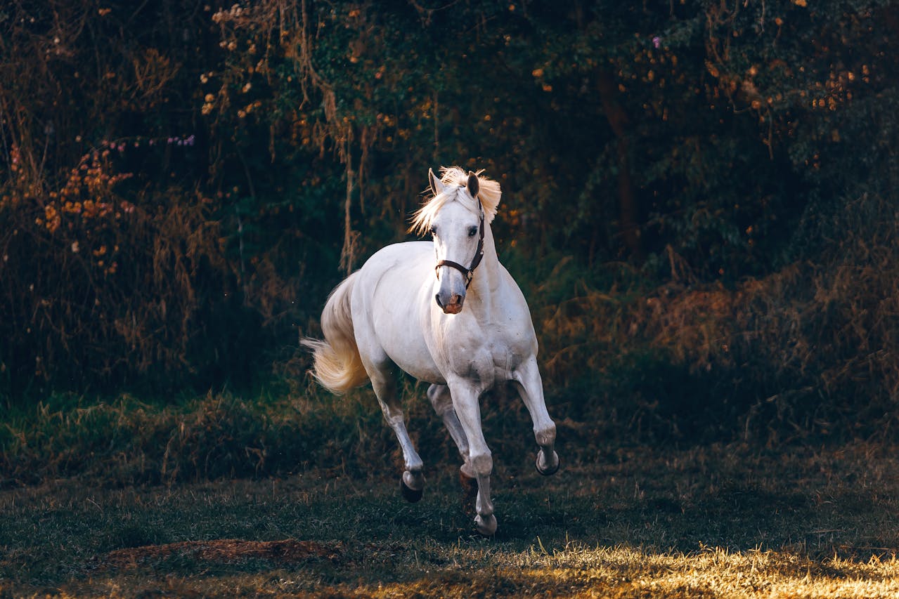Building a Metal Horse Barn for a Riding Arena