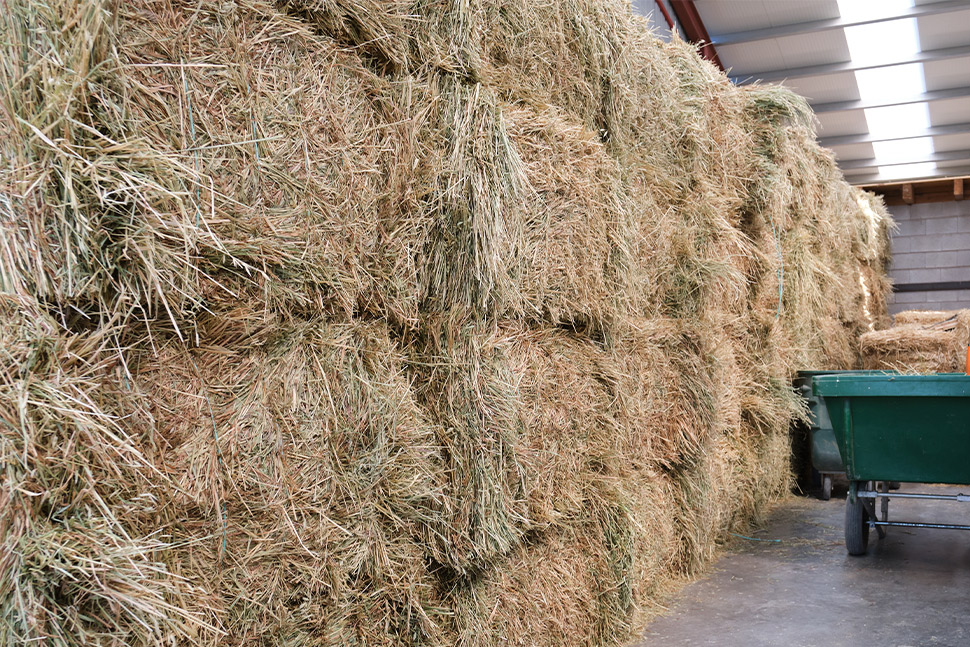 A substantial mound of hay within a metal barn, highlighting summer storage solutions for hay.